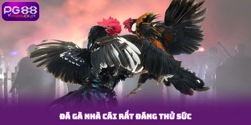Đá Gà PG88 - Sân Chơi Giải Trí Cho Tay Cược Thông Minh 5 Đá gà nhà cái rất đáng thử sức