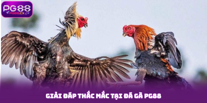 Đá Gà PG88 - Sân Chơi Giải Trí Cho Tay Cược Thông Minh 6 Giải đáp thắc mắc tại đá gà PG88