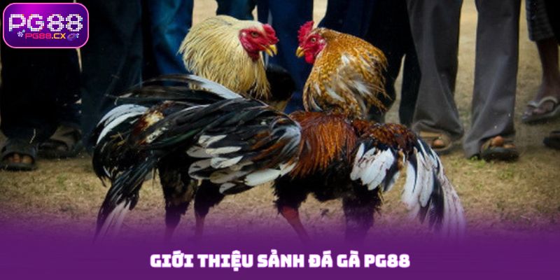 Đá Gà PG88 - Sân Chơi Giải Trí Cho Tay Cược Thông Minh 4 Giới thiệu sảnh đá gà PG88