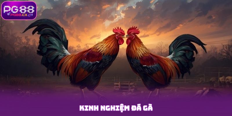 3+ Kinh Nghiệm Đá Gà Cựa, Gà Đòn Hữu Ích Đặt Là Thắng 80%